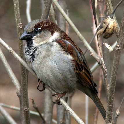 Sparrow