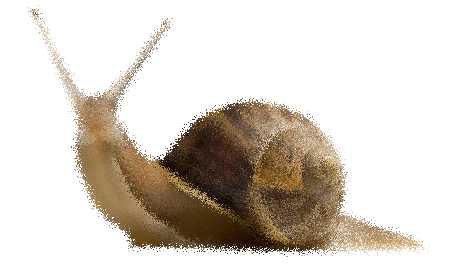 snail2